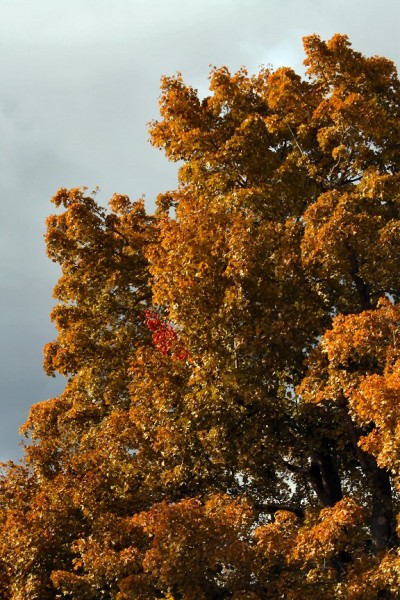 fall01
