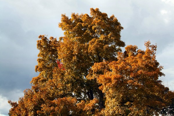 fall03