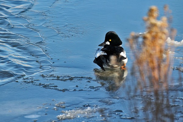 CommonGoldeneye01