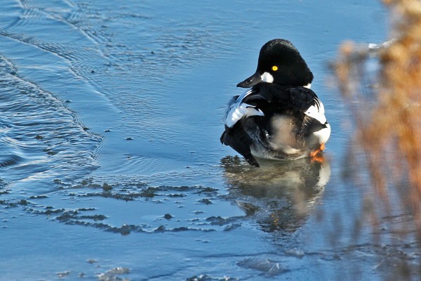 CommonGoldeneye02
