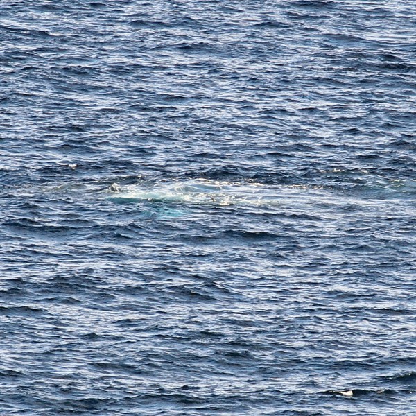Whale06