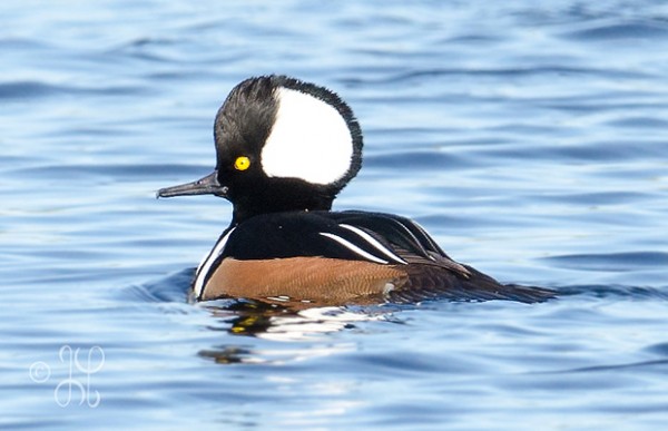 hooded_merganser