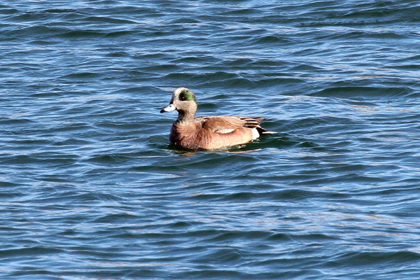 American Widgeon